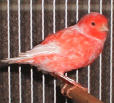 Red Factor canary picture in cage